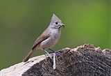 Oak Titmouse